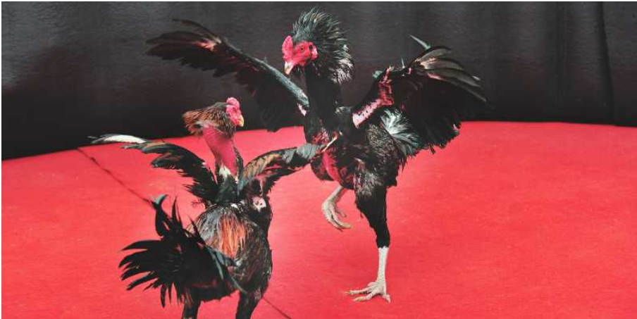 Is it necessary to give fighting chickens supplements?