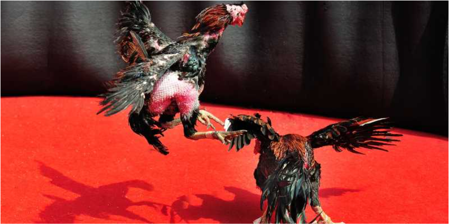 Powerful Chicken Fighting Training Techniques